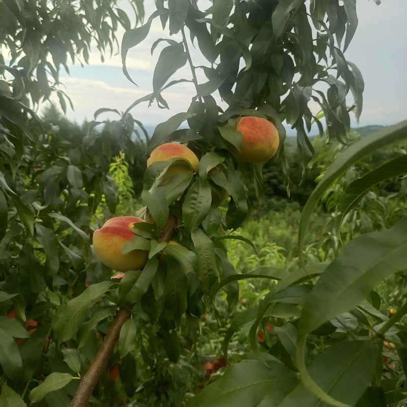 锦绣黄桃