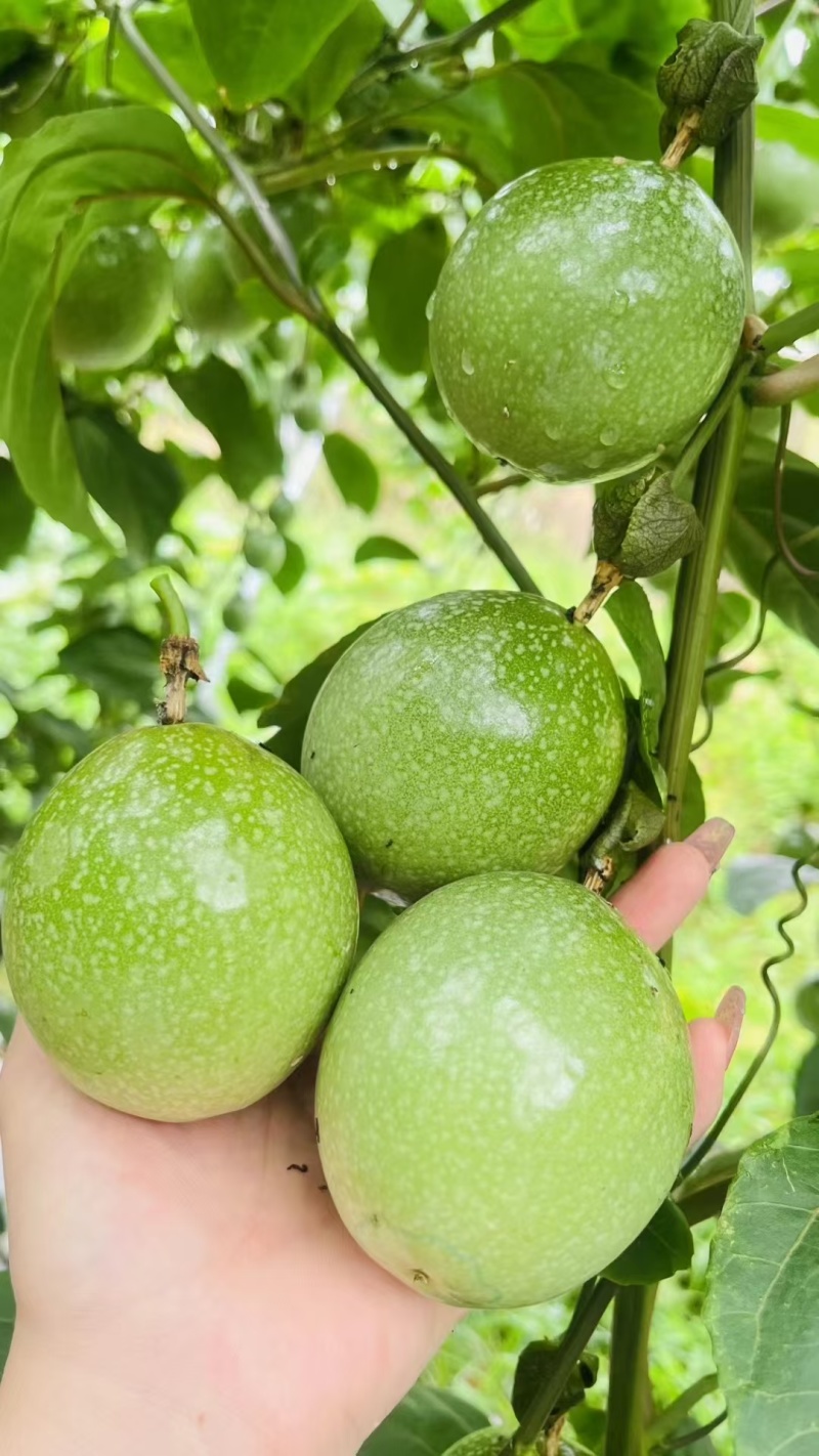 百香果