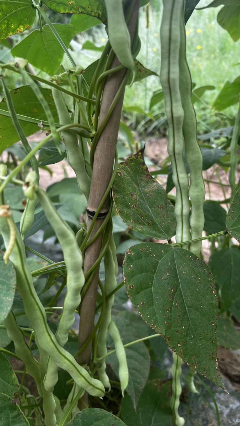 白无丝豆角yi