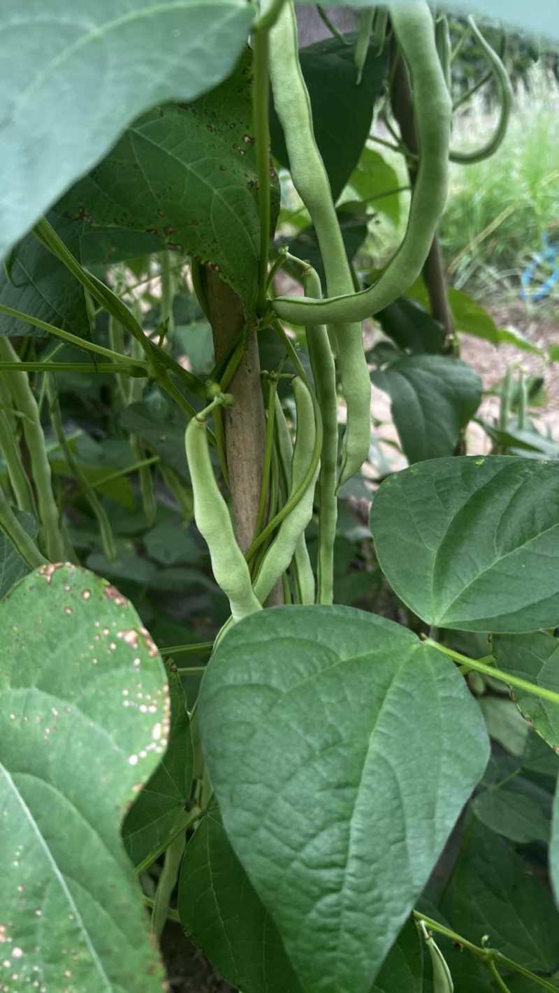 白无丝豆角yi