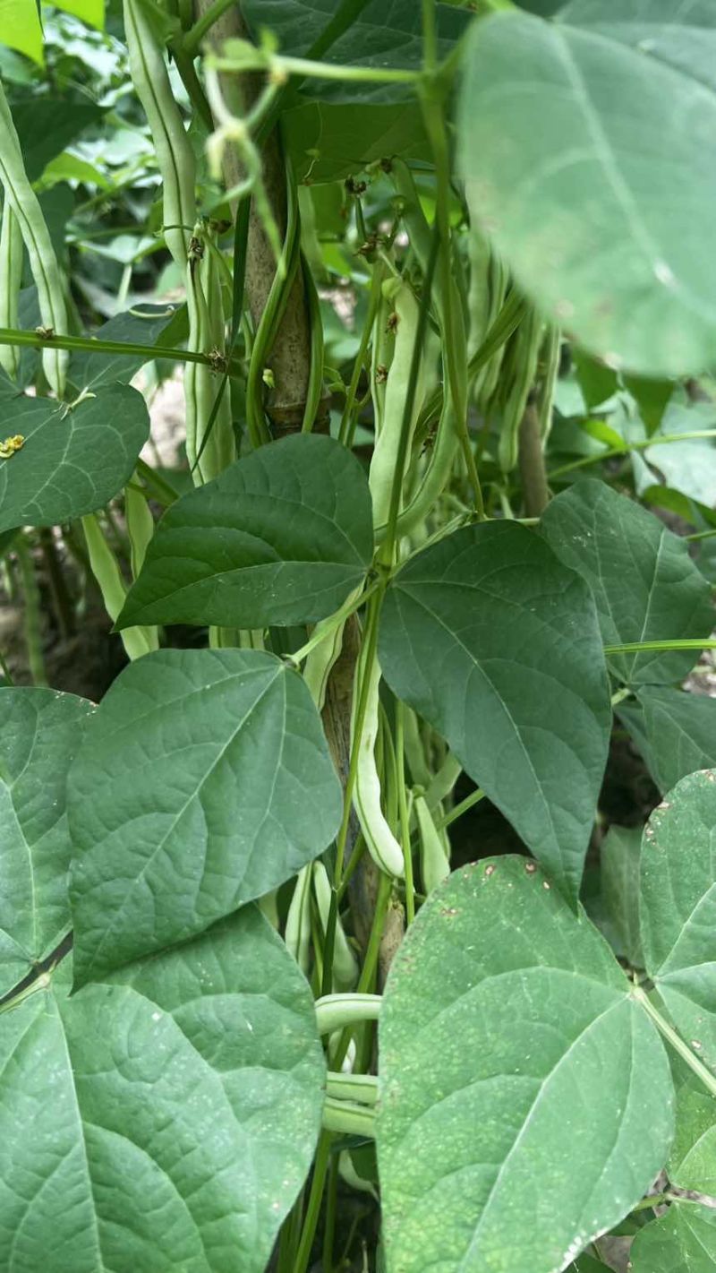 白无丝豆角yi