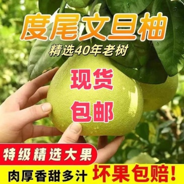 福建省仙游度尾文旦柚