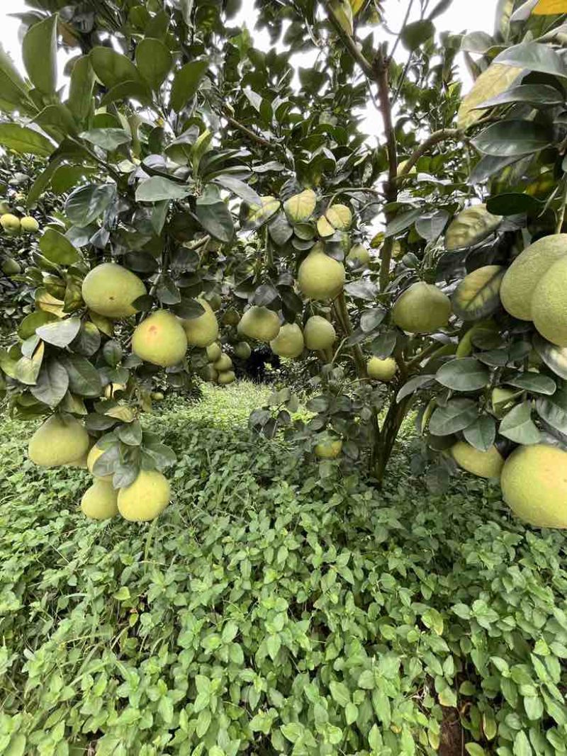 福建省仙游度尾文旦柚