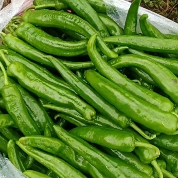 青皮椒8号线椒