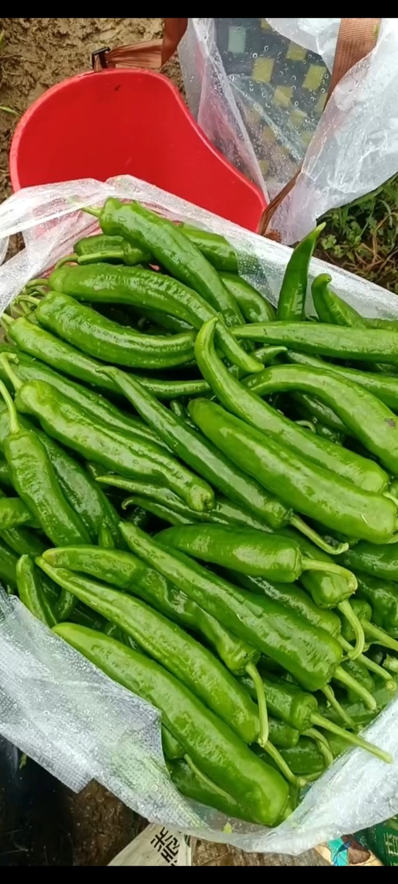 青皮椒8号线椒