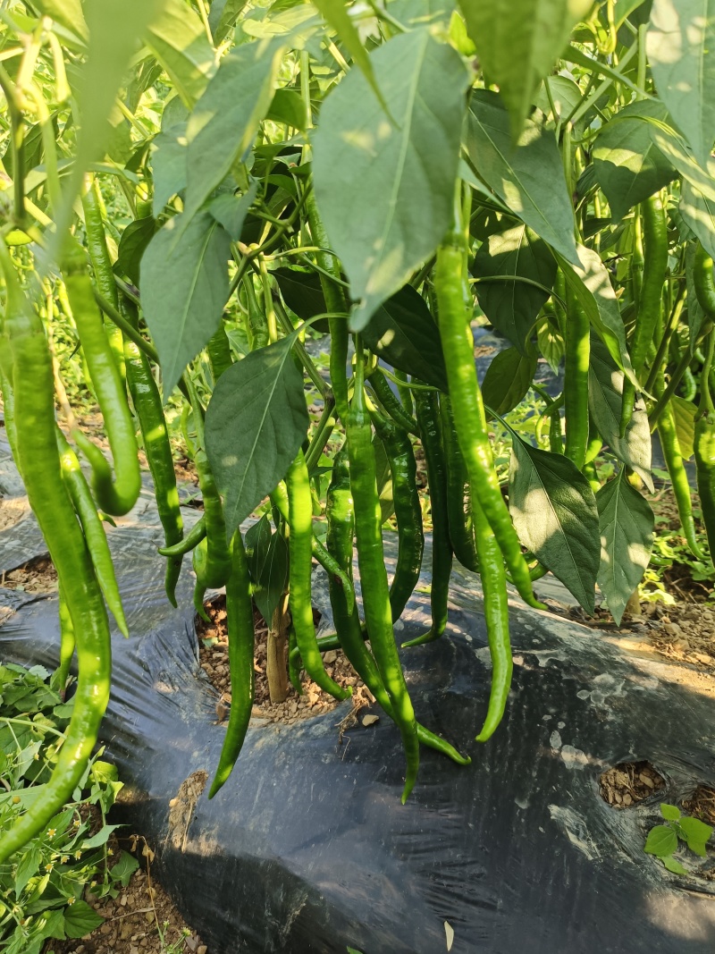 青皮椒8号线椒