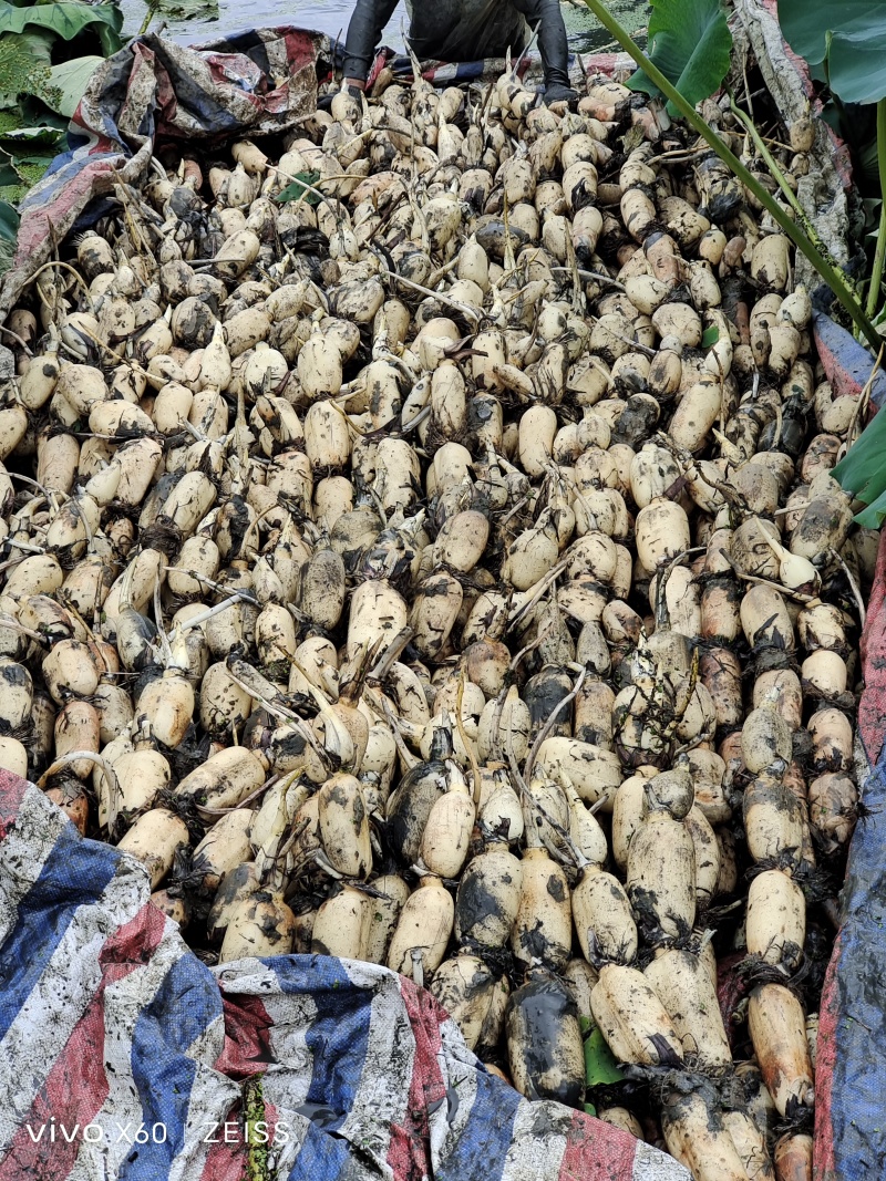 湖北荆门精品鄂莲六号