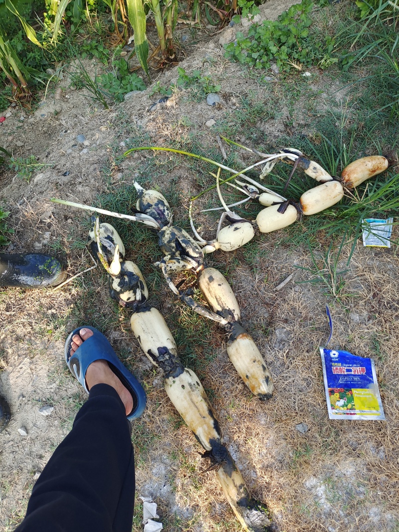 湖北荆门精品鄂莲六号