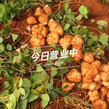 应桂岩黄泥地瓜
