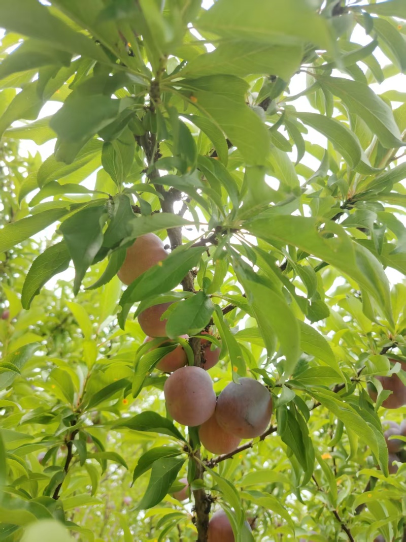 水李子，小果子