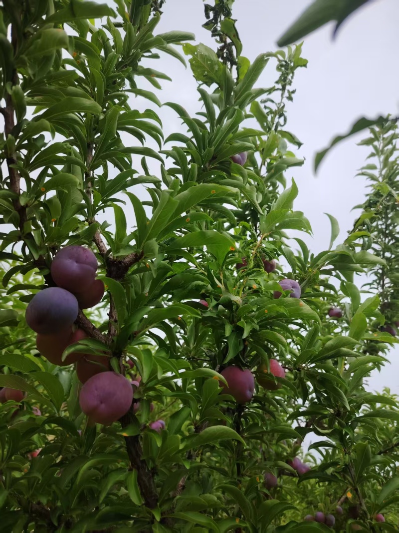 水李子，小果子