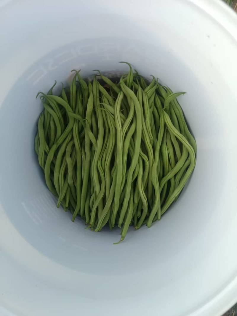精品豆角（白无丝……）