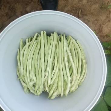 精品豆角（白无丝……）