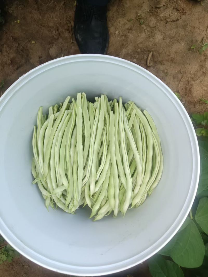 精品豆角（白无丝……）