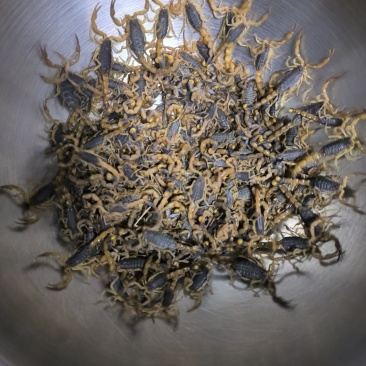 沂蒙活蝎