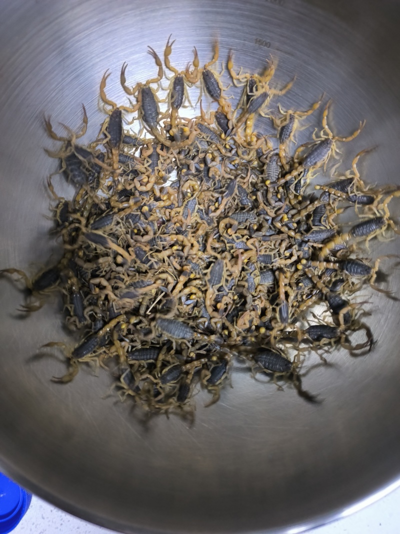 沂蒙活蝎