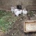 肉免