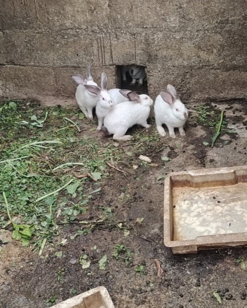 肉免
