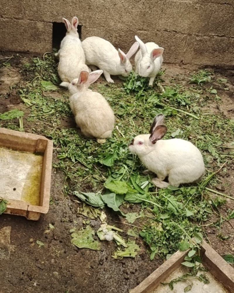 肉免