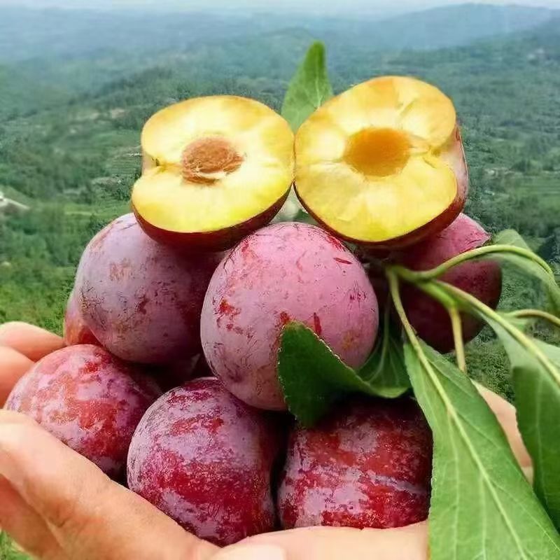 脆红李，小脆红