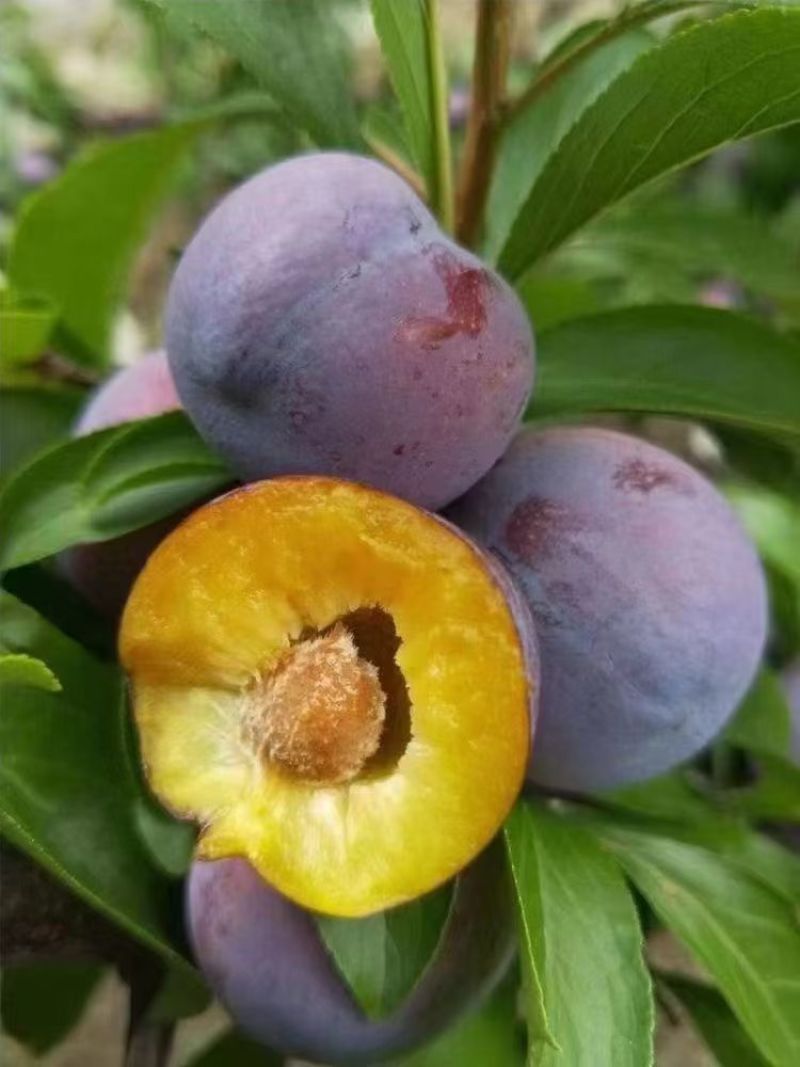 脆红李，小脆红