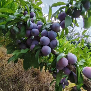 脆红李，小脆红