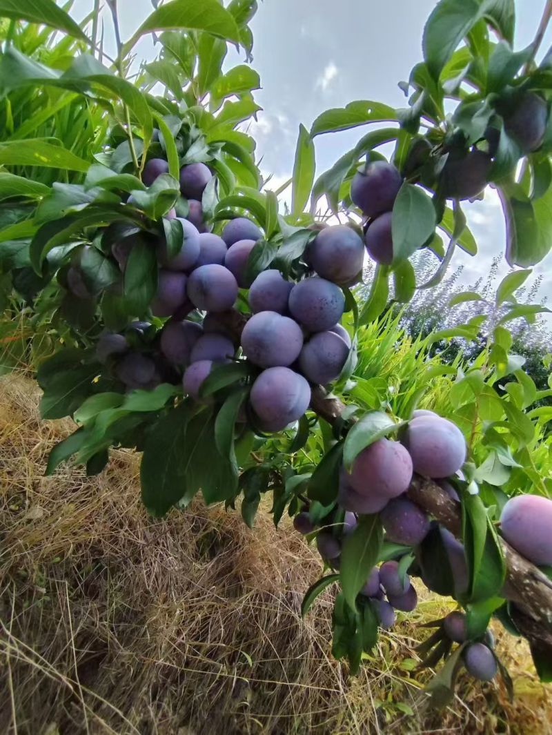 脆红李，小脆红