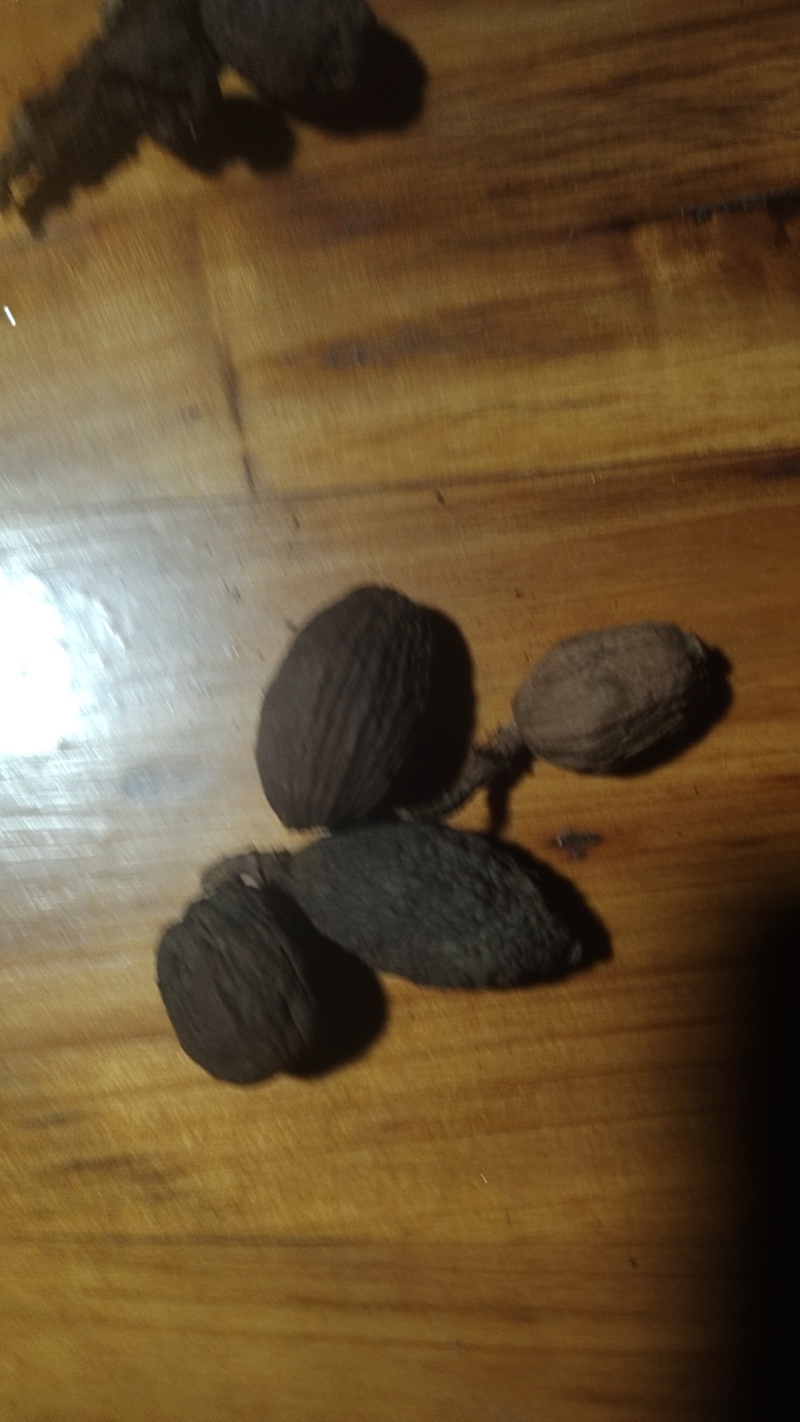 草果