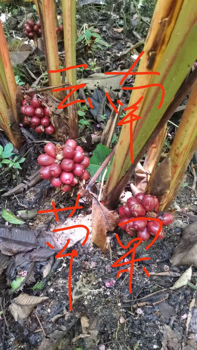 草果