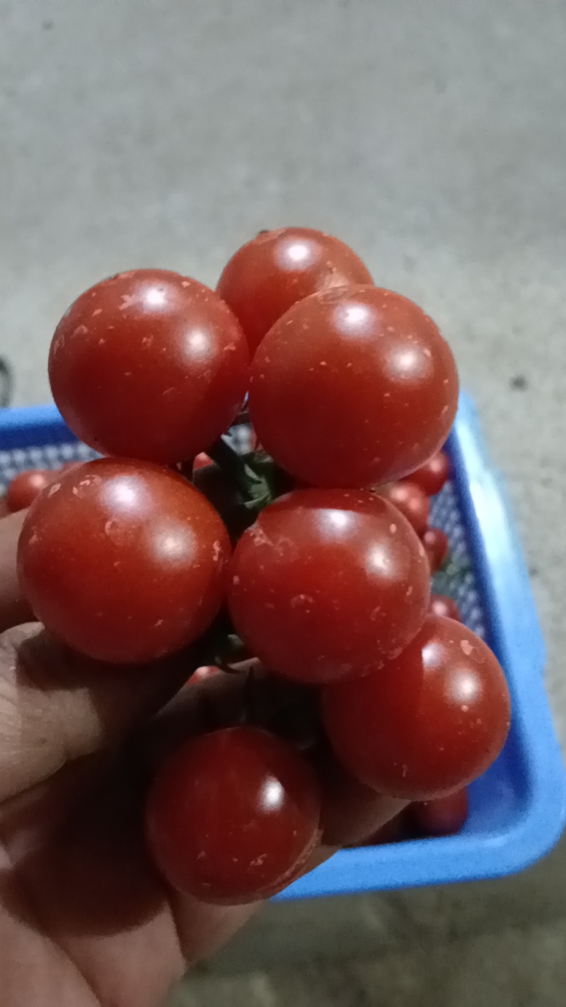 瑞克斯旺串收小蕃茄