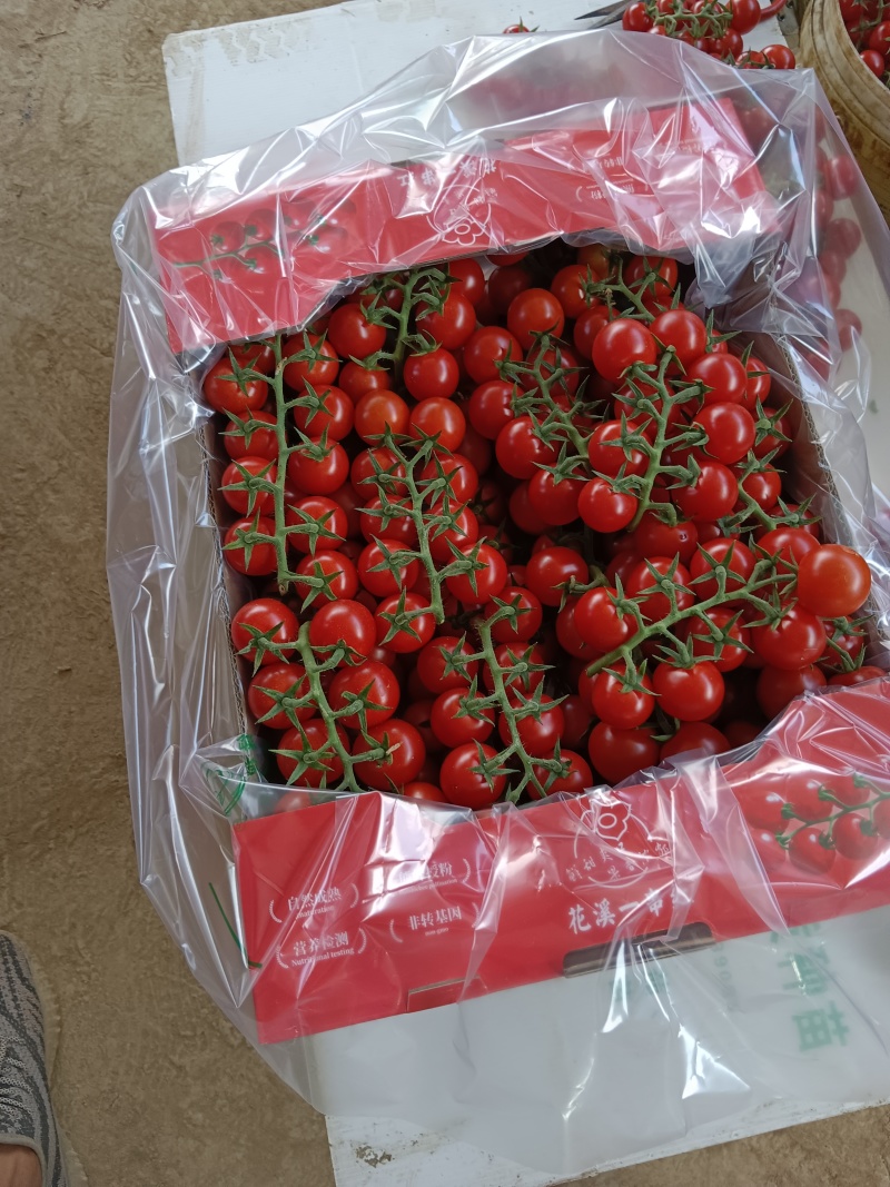 瑞克斯旺串收小蕃茄