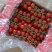 瑞克斯旺串收小蕃茄