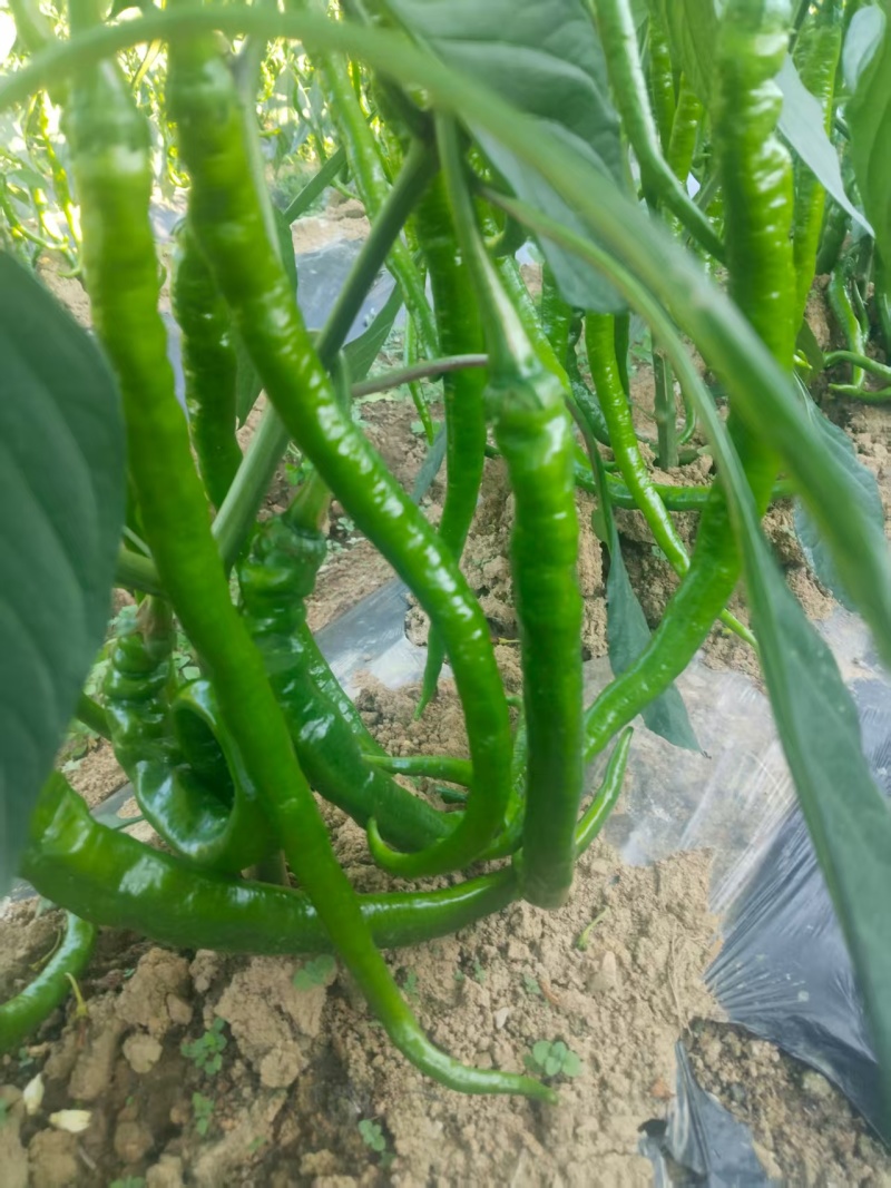 线辣椒，鲜辣椒，螺丝椒