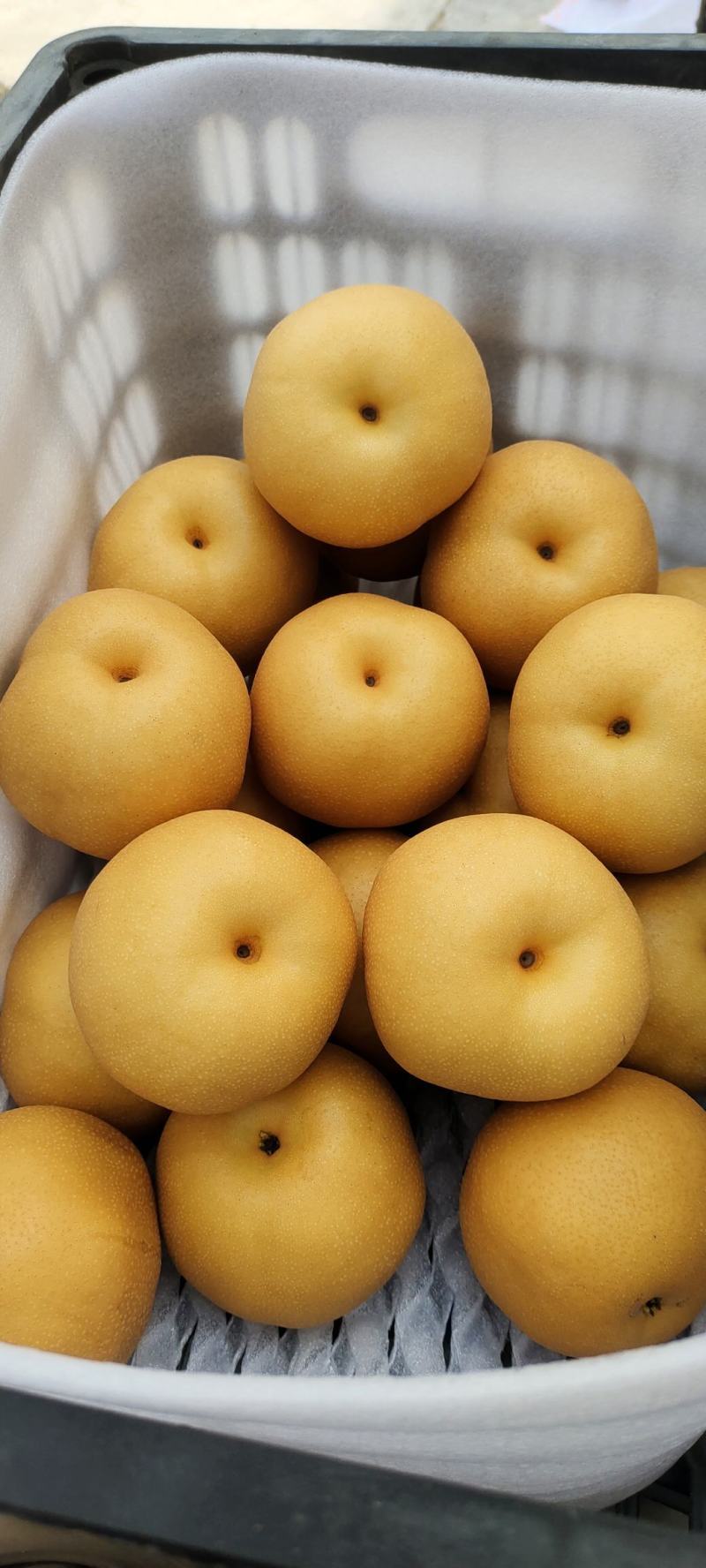 丰水梨