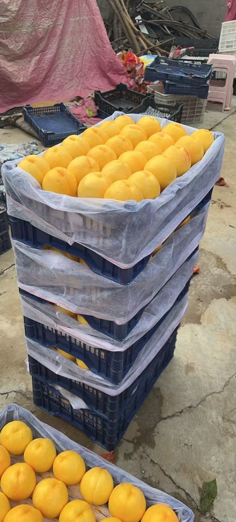罐头桃毛桃黄油桃