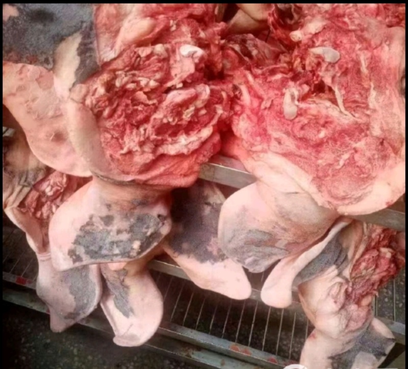 处理一吨二级母猪头