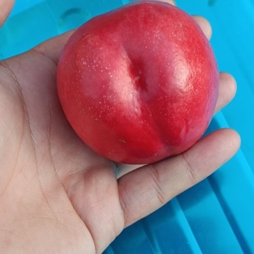 辽宁大连桃子