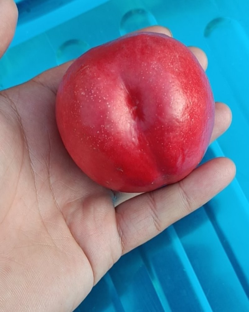 辽宁大连桃子