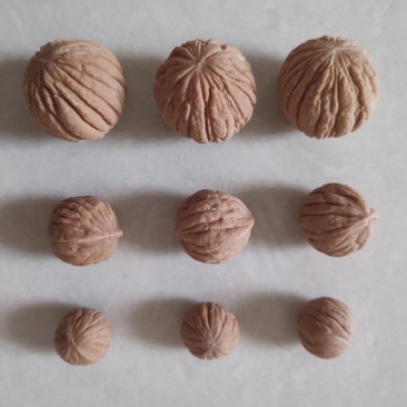 文玩小核桃