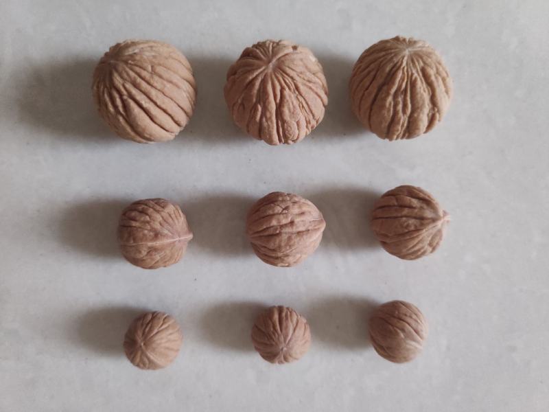 文玩小核桃
