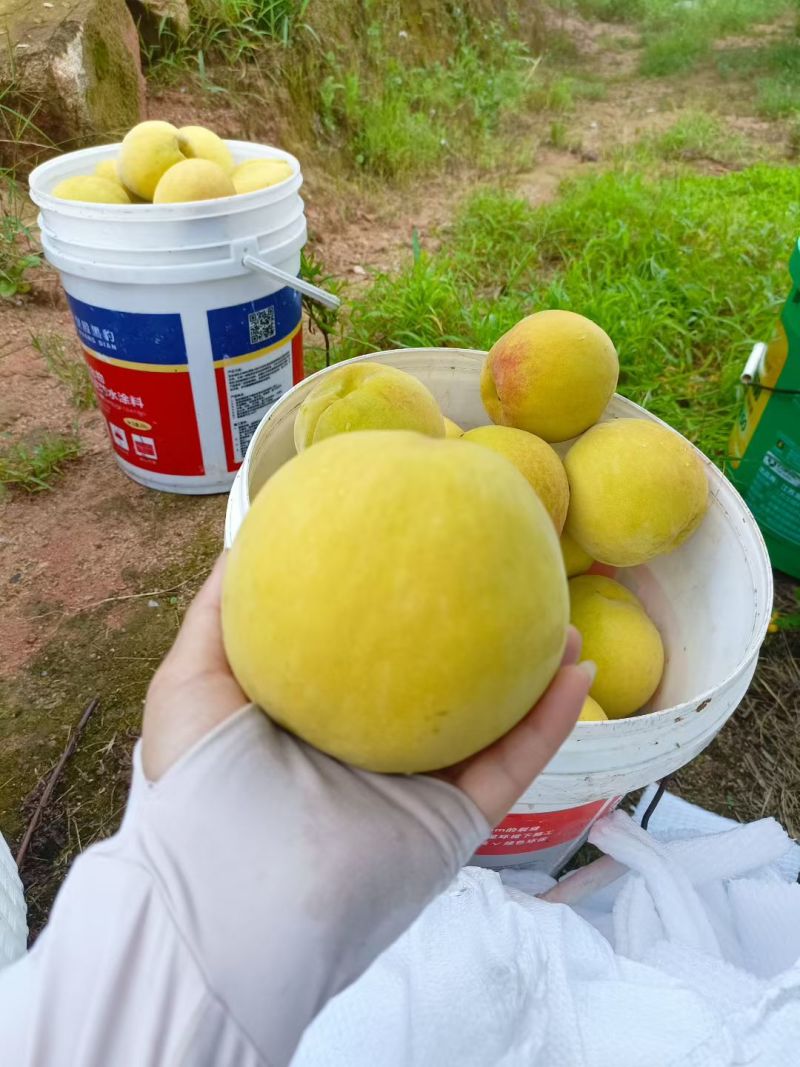 建宁双溪锦绣黄桃5/10斤装顺丰包邮