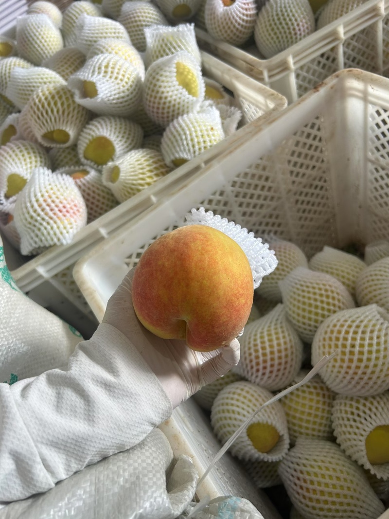 建宁双溪锦绣黄桃5/10斤装顺丰包邮