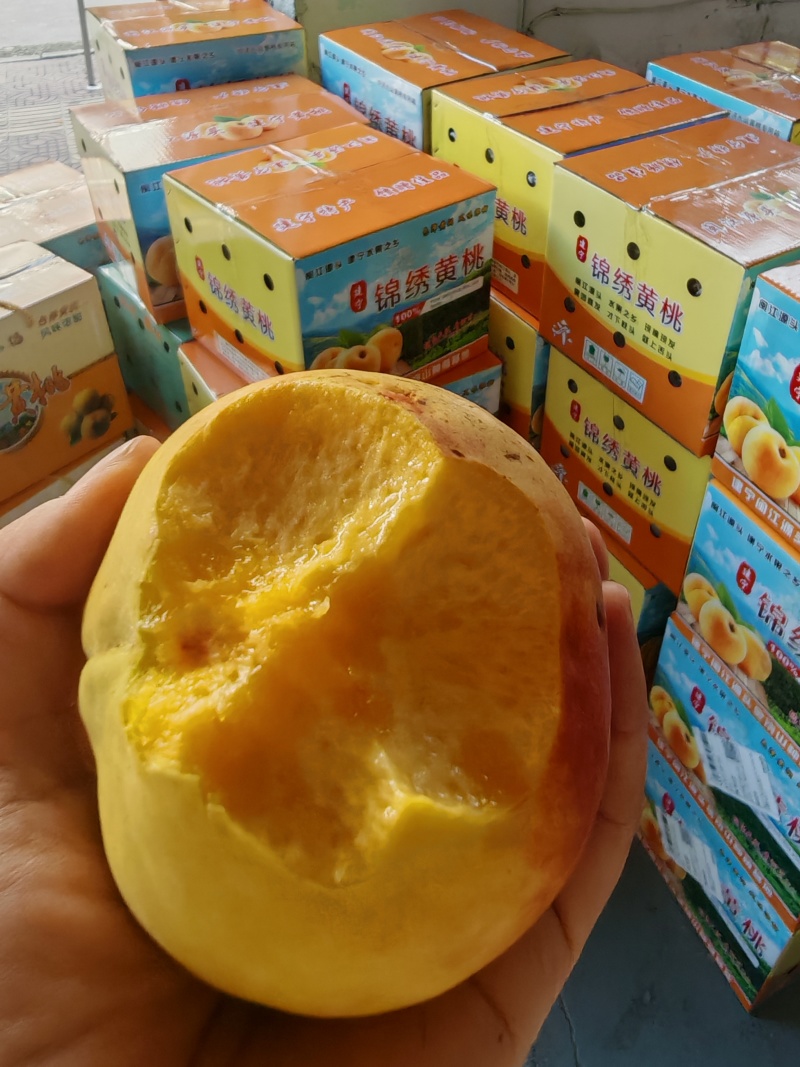 建宁双溪锦绣黄桃5/10斤装顺丰包邮