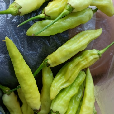 小米辣，白米椒