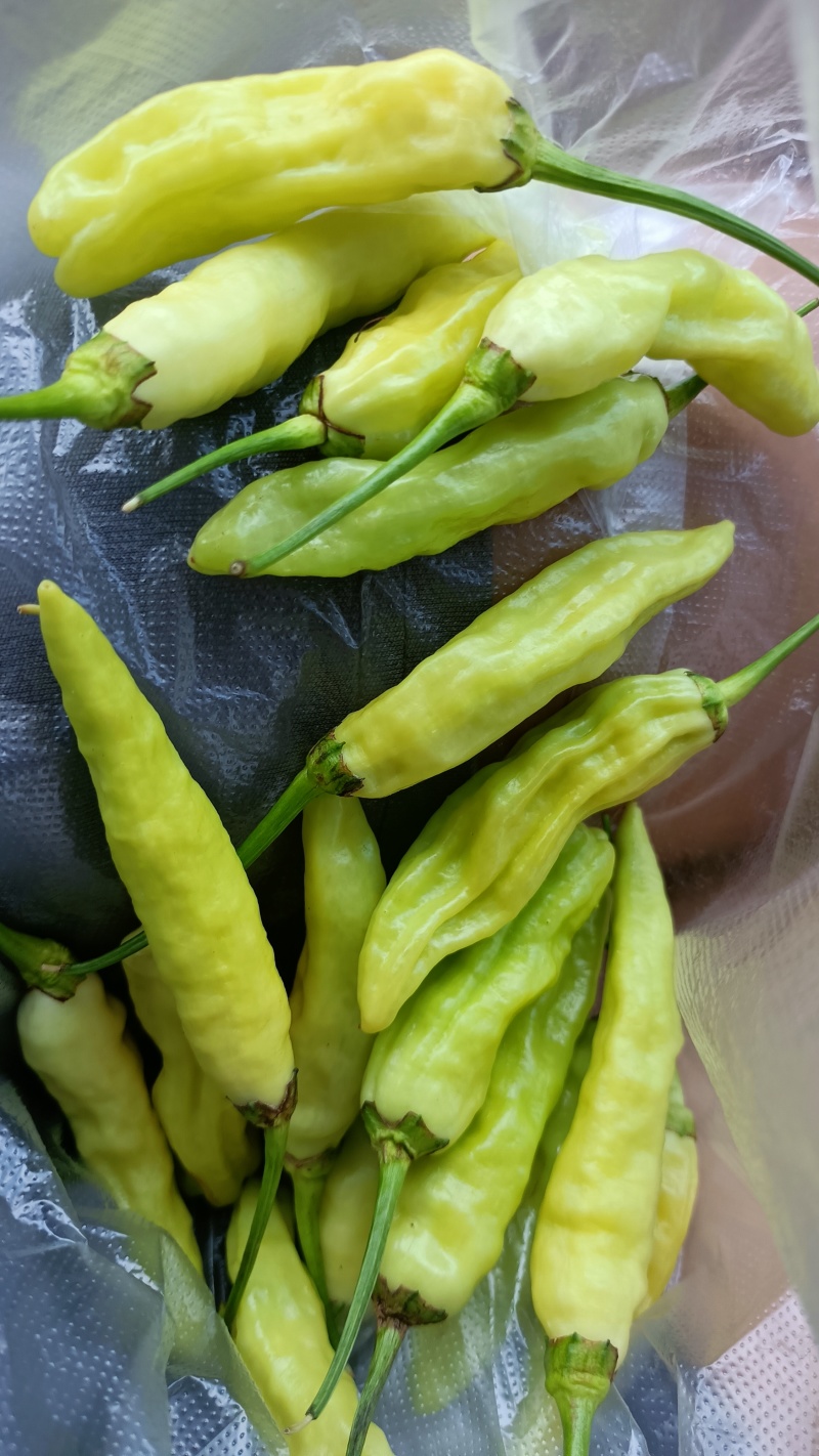 小米辣，白米椒