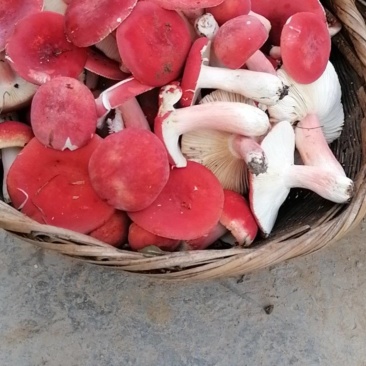 贵州小红菌