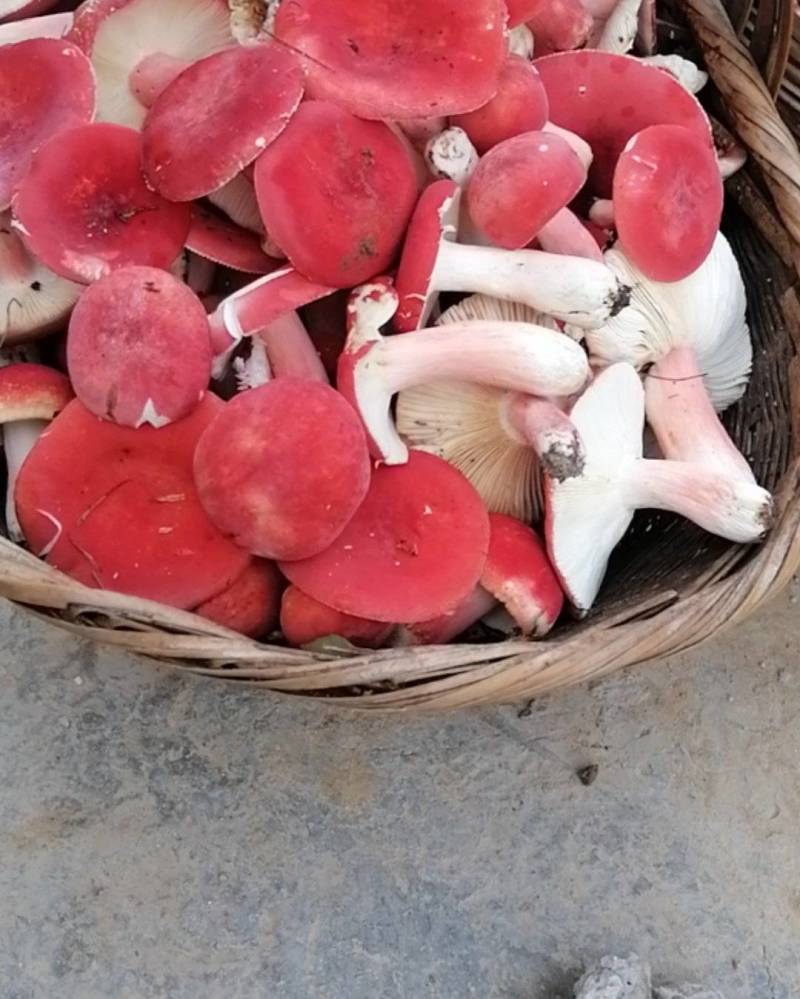 贵州小红菌