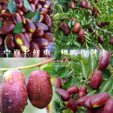 灵武长红枣