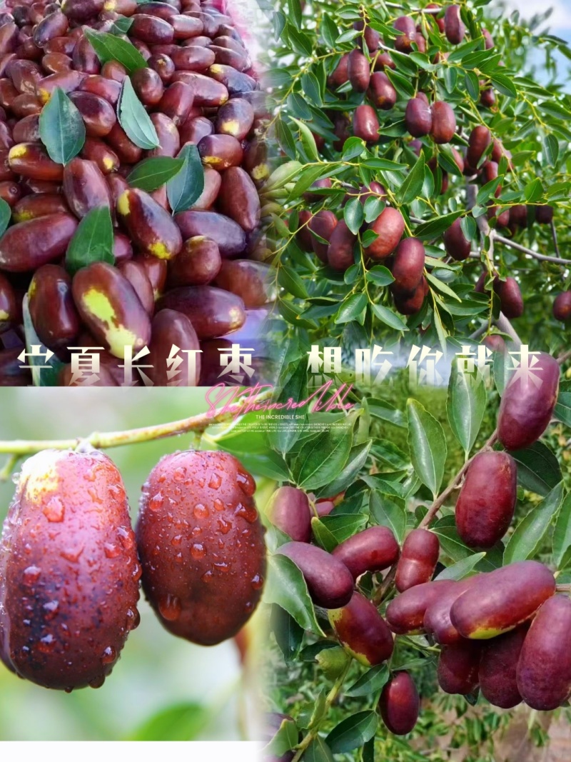 灵武长红枣