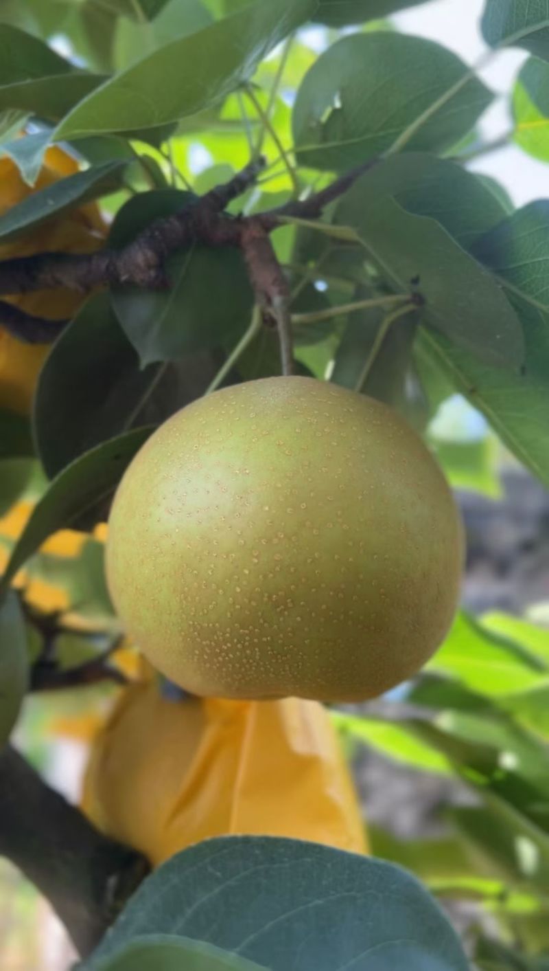 福梨